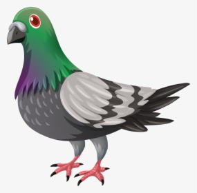 Domestic Pigeon Pigeons And Doves Papua New Guinea, HD Png Download, Free Download