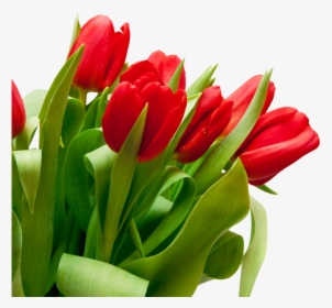 Bouquet Flowers Png - Tulip Flowers White Background, Transparent Png, Free Download