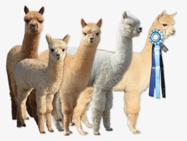 Picture - Llama, HD Png Download, Free Download