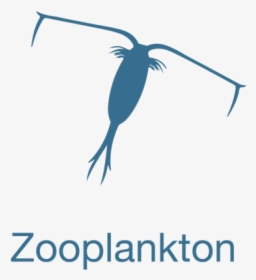 Zooplankton, HD Png Download, Free Download