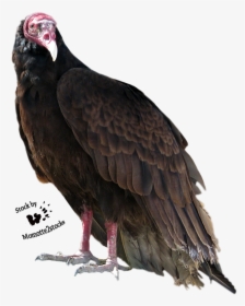 Turkey Bird Png High-quality Image, Transparent Png, Free Download
