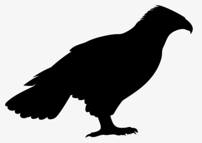 Vulture Png, Transparent Png, Free Download