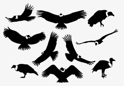 Picture Royalty Free Download Bird Of Prey Silhouette, HD Png Download, Free Download