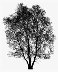 Tree, Winter, Silhouette, Vegetation, Branches, Nature, HD Png Download, Free Download