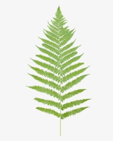 Vegetation Fern 08, HD Png Download, Free Download