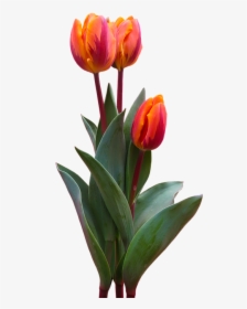 Nature, Flower, Tulip, Blossom, Bloom, Orange, Bloom, HD Png Download, Free Download