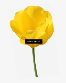 Yellow Tulip Flowers, HD Png Download, Free Download