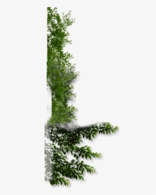 Vegetation Png, Transparent Png, Free Download