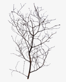 Vegetation Png, Transparent Png, Free Download