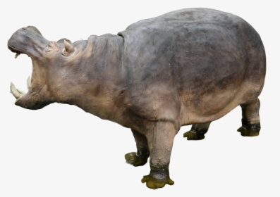 Hippo Png Free Download, Transparent Png, Free Download