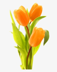 Keukenhof Indira Gandhi Memorial Tulip Garden Bouquet, HD Png Download, Free Download