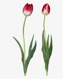 Tulip Png Download Image, Transparent Png, Free Download