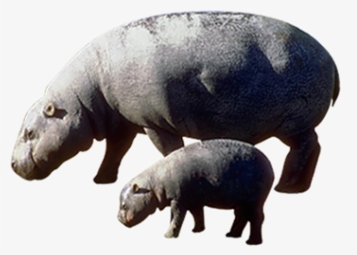 Pygmy Hippopotamus The Hippopotamus, HD Png Download, Free Download