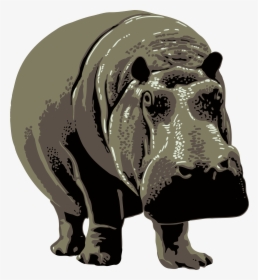 Hippopotamus, HD Png Download, Free Download