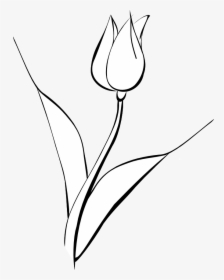 White Tulip Clip Art Noelle Nichols, HD Png Download, Free Download