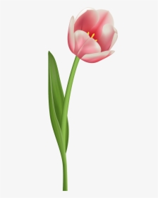 Tulip Png, Transparent Png, Free Download