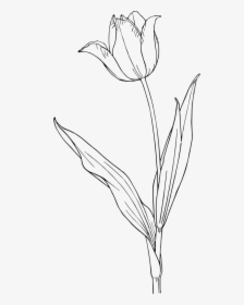 Tulip, HD Png Download, Free Download