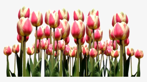 Spring, Tulips, Easter, Flowers, Nature, Cut Flowers, HD Png Download, Free Download