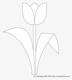 Tulip Png, Transparent Png, Free Download