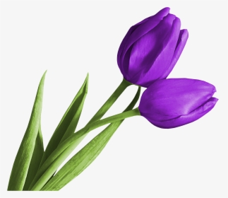 Tulip Png Free Download, Transparent Png, Free Download