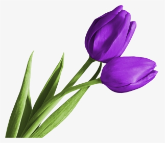 Tulip Png Free Download, Transparent Png, Free Download