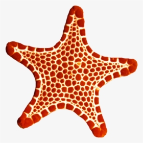 Sea Star Png Photo, Transparent Png, Free Download
