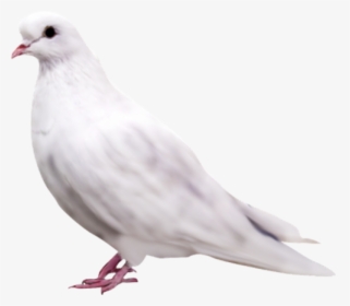 Pigeon Png Background, Transparent Png, Free Download