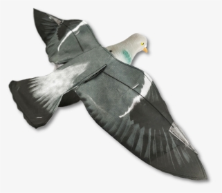 Rock Dove , Png Download, Transparent Png, Free Download