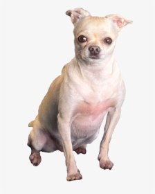 Fat Chihuahua Transparent , Png Download, Png Download, Free Download