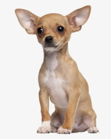 Chopra The Chihuahua, HD Png Download, Free Download