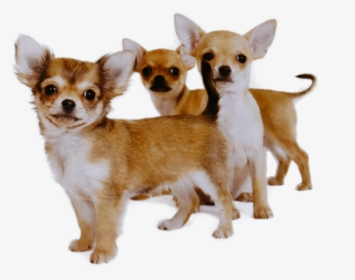 Buying Chihuahua Puppies, HD Png Download, Free Download