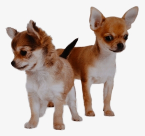 Different Types Of Chihuahua, HD Png Download, Free Download