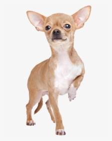 Chihuahua Stehend Von Vorne, HD Png Download, Free Download