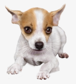 Tube Chihuahua Png , Png Download, Transparent Png, Free Download