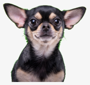 Transparent Dog Ears Png, Png Download, Free Download