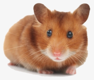 Hamster Png Picture, Transparent Png, Free Download