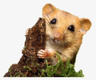 Dormouse, HD Png Download, Free Download