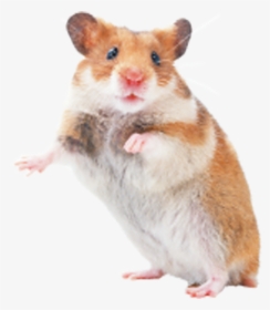 Hamster Rat Mouse Rodent Transprent Png Free, Transparent Png, Free Download