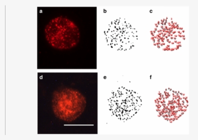 Example Of Analysis Of Sert Protein Clusters In One, HD Png Download, Free Download