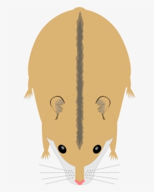 Hamster Png, Transparent Png, Free Download