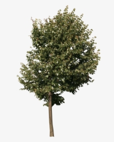Small Tree Png, Transparent Png, Free Download
