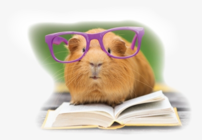 Hamster Png, Transparent Png, Free Download
