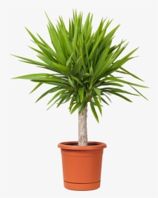 Transparent Liriope Png, Png Download, Free Download