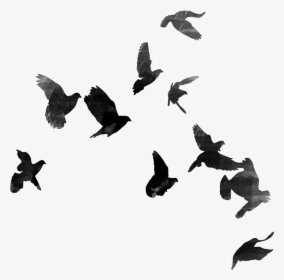 Woods Png, Transparent Png, Free Download