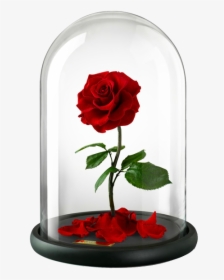 Beauty And The Beast Rose Png Images Free Transparent Beauty And The Beast Rose Download Kindpng