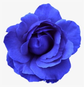 Rose flower transparent png free download