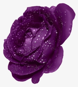 Dark Blue Rose Flower , Png Download, Transparent Png, Free Download