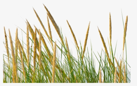 Grass Straw Png , Png Download, Transparent Png, Free Download