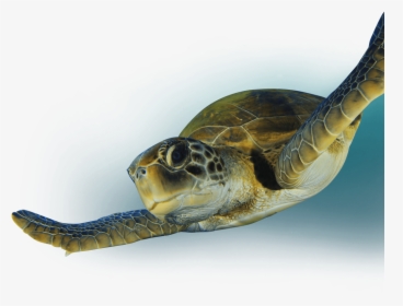 Turtle Eating Png, Transparent Png, Free Download