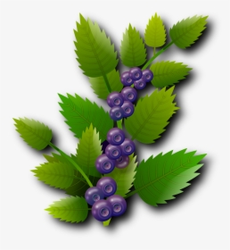 Blueberries Png, Transparent Png, Free Download